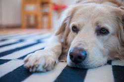 therapie begleithund pepe